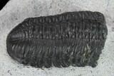 Phaetonellus Trilobite With Partial Phacopid - Morocco #134378-7
